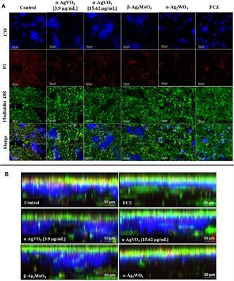 Antifungal Activity and Biocompatibility of α-AgVO3, α-Ag2WO4, and β-Ag2MoO4 Using a Three-Dimensional Coculture Model of the Oral Mucosa